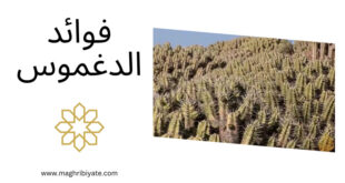 فوائد الدغموس