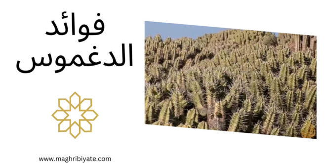 فوائد الدغموس
